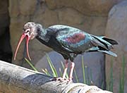 Picture/image of Southern Bald Ibis