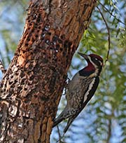 Picture/image of Red-naped Sapsucker