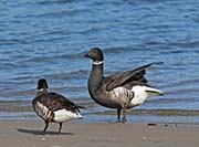 Picture/image of Brant Goose