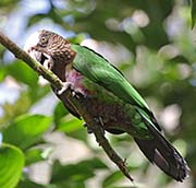 Picture/image of Red-fan Parrot