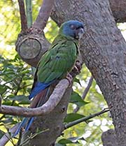 Picture/image of Blue-headed Macaw