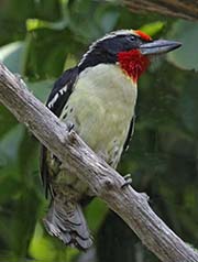 Picture/image of Black-spotted Barbet
