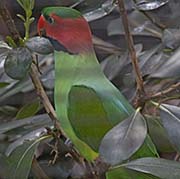 Picture/image of Long-tailed Parakeet