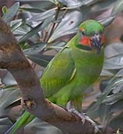 Picture/image of Long-tailed Parakeet