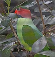 Picture/image of Long-tailed Parakeet