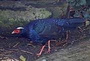 Picture/image of Edwards's Pheasant