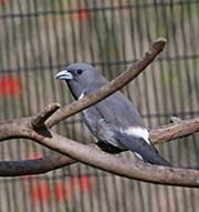 Picture/image of White-breasted Woodswallow