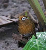 Picture/image of Chinese Hwamei