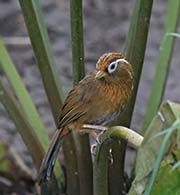 Picture/image of Chinese Hwamei