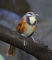 Picture/image of Greater Necklaced Laughingthrush