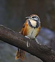 Picture/image of Greater Necklaced Laughingthrush