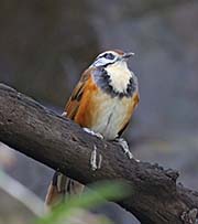 Picture/image of Greater Necklaced Laughingthrush