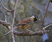Picture/image of Spotted Laughingthrush