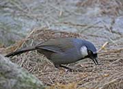 Picture/image of Black-throated Laughingthrush