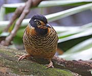 Picture/image of Spotted Laughingthrush