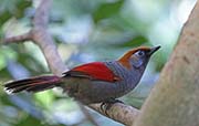 Picture/image of Red-tailed Laughingthrush