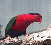 Picture/image of Papuan Lorikeet