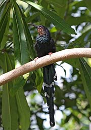 Picture/image of Green Woodhoopoe