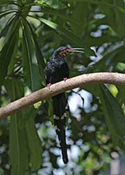 Picture/image of Green Woodhoopoe