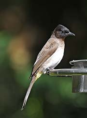 Picture/image of Common Bulbul