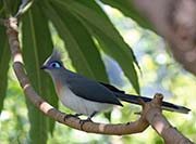 Crested Coua