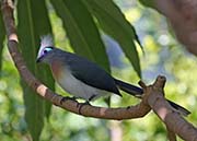 Picture/image of Crested Coua
