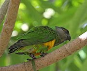 Picture/image of Senegal Parrot