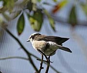 Picture/image of White-crowned Shrike
