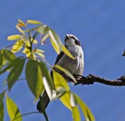 Picture/image of White-crowned Shrike