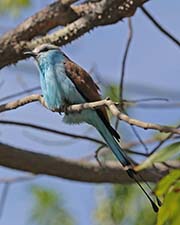 Picture/image of Racket-tailed Roller