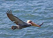Picture/image of Brown Pelican