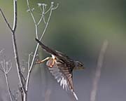 Picture/image of White-crowned Sparrow