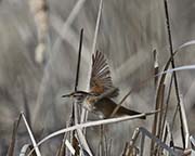 Picture/image of Marsh Wren