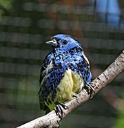 Picture/image of Turquoise Tanager