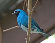 Picture/image of Swallow Tanager