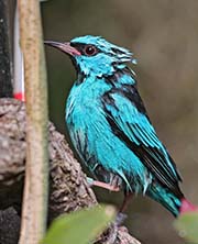 Picture/image of Blue Dacnis