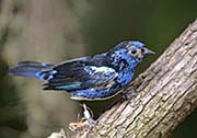 Picture/image of Turquoise Tanager