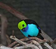 Picture/image of Paradise Tanager