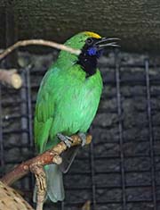 Picture/image of Golden-fronted Leafbird