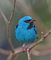 Picture/image of Blue Dacnis