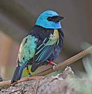 Picture/image of Blue-necked Tanager