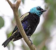 Picture/image of Blue-necked Tanager