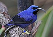 Picture/image of Purple Honeycreeper