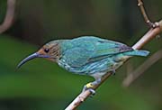 Picture/image of Purple Honeycreeper