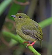 Picture/image of Golden-collared Manakin