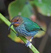 Picture/image of Purple Honeycreeper