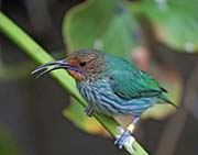 Picture/image of Purple Honeycreeper