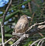 Picture/image of Sociable Weaver