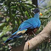 Picture/image of Great Blue Turaco