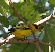 Picture/image of Black-naped Oriole